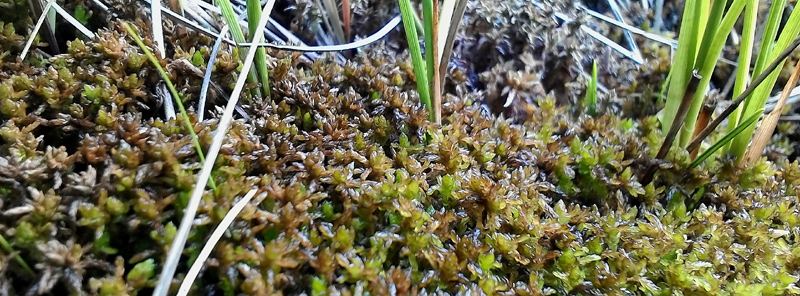 Sphagnum pylaesii